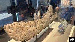 Researchers and students get a closer look at the jaw bone of a new subspecies of tyrannosaur unveiled at the New Mexico Museum of Natural History and Science in Albuquerque, Jan. 11, 2024.