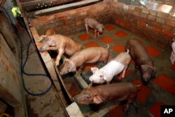 រូបឯកសារ៖ ជ្រូកចាំស៊ីចំណីនៅកសិដ្ឋានចិញ្ចឹមជ្រូកមួយនៅជាយក្រុងភ្នំពេញ កាលពីថ្ងៃទី ២០ ខែមិថុនា ឆ្នាំ ២០១៩។