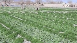 د موسساتو او حکومتي مرستو پرته د کوکنارو د بدیلو کښتونو کرکیله ګرانه ده - کروندګر