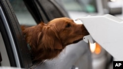A dog sniffs the voting dropbox where its owner dropped off a mail-in-voting ballot during primary voting in Portland, Oregon, May 21, 2024.