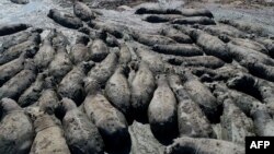 Cette vue aérienne montre des hippopotames coincés dans un canal asséché près du village de Nxaraga dans le delta de l'Okavango, à la périphérie de Maun, le 25 avril 2024. (Photo by Monirul Bhuiyan / AFP)