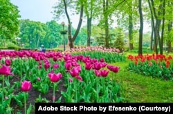 FILE - Among the colorful tulip flower beds of Taras Shevchenko Park, Kyiv, Ukraine. (Adobe Stock Photo)