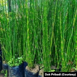 Pohon bambu air berfungsi menjaga air. (Foto: Courtesy)