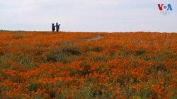 ភ្លៀង​ធ្លាក់​ខ្លាំង​បាន​ធ្វើ​ឱ្យ​ផ្កា Poppy ​រីក​ស្គុសស្គាយ​ក្នុង​រដ្ឋ​កាលីហ្វ័រញ៉ា