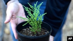 Rick Bailey, Bellevue (Wash.) forest management program supervisor, holds a juvenile giant sequoia on Oct. 11, 2022. As the Pacific Northwest's native trees die due to climate change, the U.S. Forest Service and others are turning to "assisted migration."