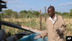 James Tshuma, a small scale farmer, shows some of his vegetables he planted in a small garden at his home, in Mangwe district in Zimbabwe, March 22, 2024.