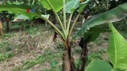 Aturan Baru Uni Eropa Untuk Mencegah Deforestasi di Industri Cokelat
