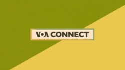 Flavors and Pollinators 