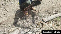 Seekor harimau Sumatra dilaporkan mati karena terkena jerat sling seperti ini (foto: BKSDA Sumbar).