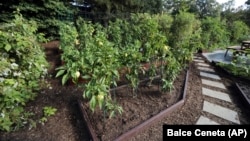 This path in the White House Kitchen Garden is lined with mulch, Washington, D.C., October 5, 2016. (AP/Manuel Balce Ceneta)