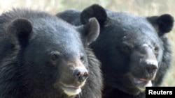 ແຟ້ມຮູບ-ໝີດໍາ Asiatic ທີ່ພົບເຫັນຢູ່ໃນສວນສັດໃນນະຄອນຫຼວງນິວເດລີ, ວັນທີ 14 ທັນວາ 2000.