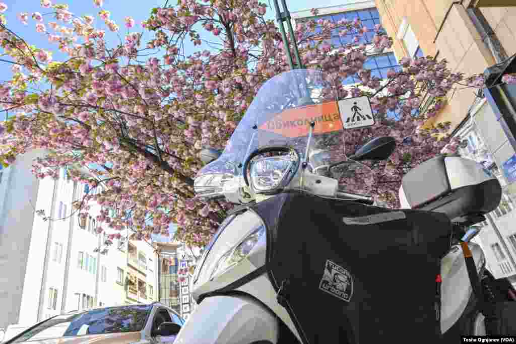 Cherry blossom in Skopje, North Macedonia, 04.04.2024