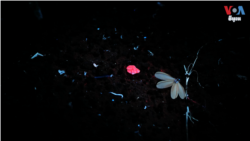 នៅ​ប៉ៃលិន ​ខណៈ​ចំនួន​មីន​ថយចុះ ​ត្បូង​ក៏​ថយចុះ​ដែរ​