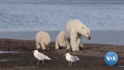 Melting Arctic Sea Ice Threatens Polar Bears 