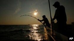 FILE - Andrew Lebel battles an Atlantic bluefin tuna while Capt. Pete Speeches maneuvers his boat into position about 20 miles off the coast of southern Maine on Aug. 6, 2018. (AP Photo/Robert F. Bukaty, File)