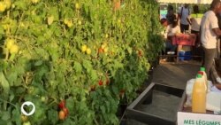 ምግብን እንደ መድኃኒት