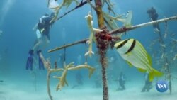 Florida marjonlari xavf ostida