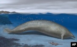 Ilustrasi Alberto Gennari: paus Perucetus direkonstruksi dengan perkiraan panjang sekitar 20 meter (dok: Alberto Gennari/Nature via AP)