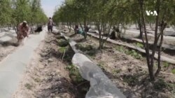  د پلاستیکونو لاندې د سبزیو کرکیله ښه نتیجه ورکړې ده – د کندهار کروندګر