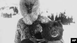 FILE - Gunnar Kaasen and the heroic dogsled team leader Balto in the 1920s. In the Zoonomia Project published April 27, 2023, Balto’s genes were compared to other dogs.