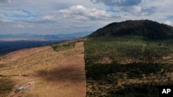 Вырубка лесов под плантации авокадо в Мексике 