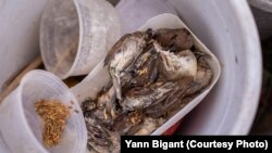 ចាបចង្រ្កង់ ចាបស្រុក និង ចាបស្មៅ ងាប់ត្រូវបានដាក់នៅក្នុងប្រអប់ជ័រមួយជិតទ្រុង ចាបដាក់លក់សម្រាប់ការបន់ស្រន់នៅក្រុងភ្នំពេញ។ (រូបផ្តល់ឱ្យដោយលោក Yann Bigant)