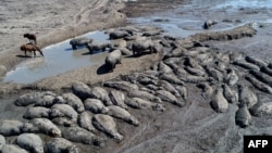 Hippos are stuck in a dried up channel near the Nxaraga village in the Okavango Delta on the outskirts of Maun, Botswana, April 25, 2024.