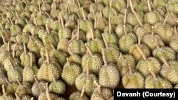 ຖົ່ວລຽນ ທີ່ເກັບມາເພື່ອກຽມສົ່ງລູກຄ້າ, ເມືອງບາຈຽງ, ແຂວງຈໍາປາສັກ.