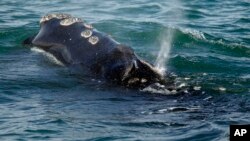 FILE - A North Atlantic right whale is seen feeding on the surface of Cape Cod bay off the coast of Plymouth, Mass., March 28, 2018. (AP Photo/Michael Dwyer, File)