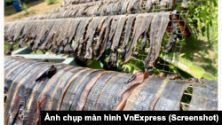 Earthworms are being dried for use in Chinese medicine.