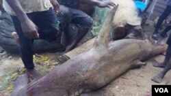 Un produit de la pêche tiré des eaux camerounaises.