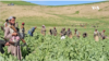 Taliban forces work to destroy a poppy field in Badakhshan province, Afghanistan, in May 2024.