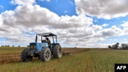 Seorang petani sedang membajak lahan gandum menjelang musim tanam berikutnya di Medjez el-Bab, utara Tunisia, 6 April 2023. (Foto: Fethi Belaid/AFP)