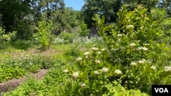 Both native and non-native plants can be found in the Friendship Garden at the U.S. National Arboretum, Washington, June 1, 2023.