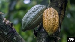 FILE - View of some cocoa pots in a cocoa tree at Tetteh Quarshie cocoa farm in Mampong on June 14, 2019 in Eastern Region of Ghana.