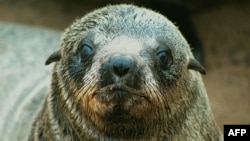 FILE - A Namibian Cape fur seal pup is pictured at a seal reserve 430 kilometers west of Windhoek. Namibia’s Ministry of Fisheries has issued a quota for the harvesting of 80,000 pups and 6,000 bulls in the harvesting season that begins July 1, 2023.