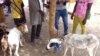 Au Burkina, la filière bétail en danger dans la Boucle du Mouhoun