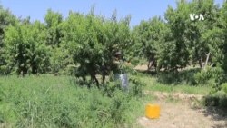 افزایش حاصلات شفتالو در بلخ؛ دهقانان از قیمت پایین آن شکایت دارند