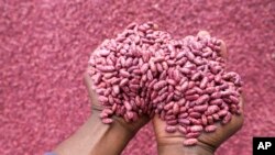 Farmers sort out climate-smart beans in Machakos, Kenya, March 18, 2024. From ancient fertilizer methods in Zimbabwe to new greenhouse technology in Somalia, farmers are looking both to the past and future to respond to climate change.