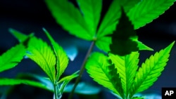 FILE - Cannabis clones are displayed at Home Grown Apothecary in the U.S. city of Portland, Oregon, April 19, 2024. In a historic shift to U.S. drug policy, the Justice Department has formally moved to reclassify marijuana as a less dangerous drug.