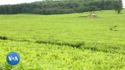 Un clan kényan demande à Charles III des compensations pour la perte de terres 