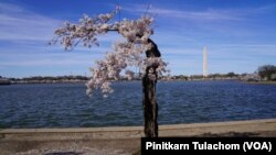 สตัมปี หรือแปลเป็นภาษาไทยว่า 'เจ้าตอไม้' ในสภาพที่ผุพัง แต่ยังออกดอกให้ยลโฉมได้เมื่อฤดูใบไม้ผลิมาถึง