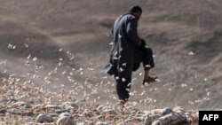 A farmer tries to step on locusts near a wheat field during a locust swarm at Kandali area in Sholgara district, Balkh province, on June 4, 2023. 