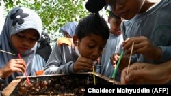 Sejumlah pelajar sedang mengamati sarang lebah dalam kunjungan ke peternakan lebah di Blang Bintang, Provinsi Aceh, 25 Agustus 2022. (Foto: Chaideer Mahyuddin/AFP)