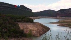 Cuaca Ekstrem Menekan Produksi Minyak Zaitun Spanyol