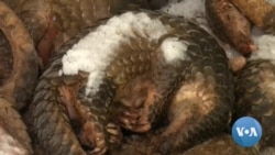 Pangolins Still Most Trafficked Mammal Despite Protections