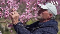 კლიმატის ცვლილების გავლენა ხეხილზე