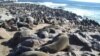 Namibia struggles with growing seal population that threatens fishing industry