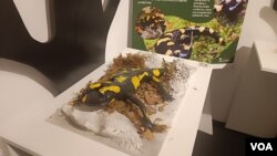 Izložba „Priroda na dodir” u Zemaljskom muzeju u Sarajevu