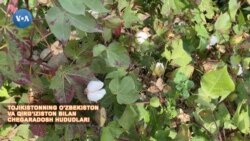 Tojikiston paxta dalalarida 